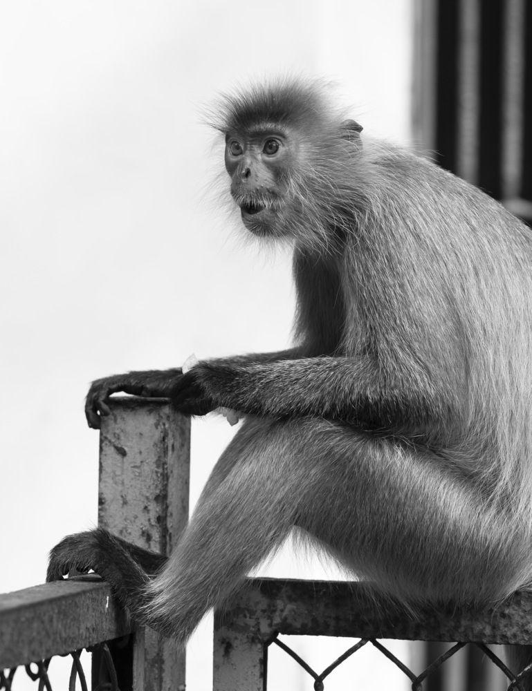 Фотография автора Светлана Зимина