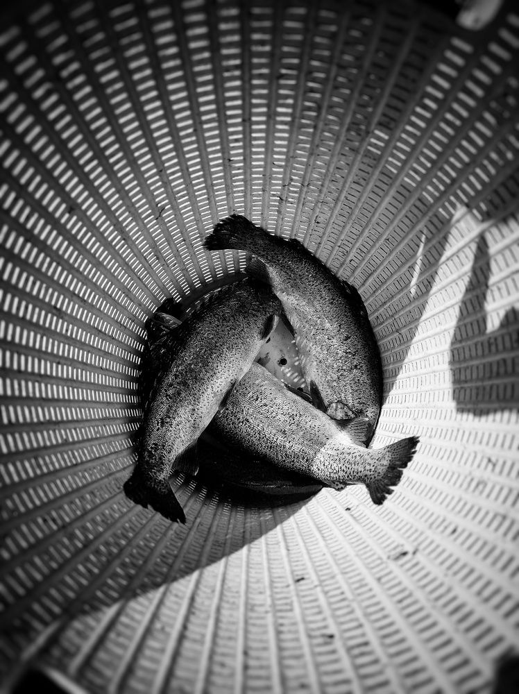 Фотография автора farhad hashemi