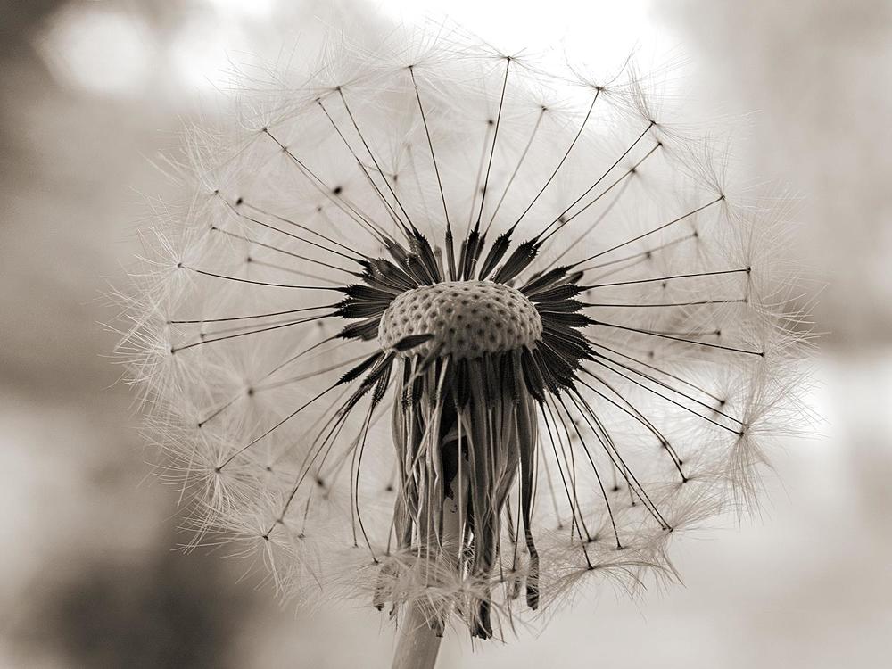 Photograph by Fantomas