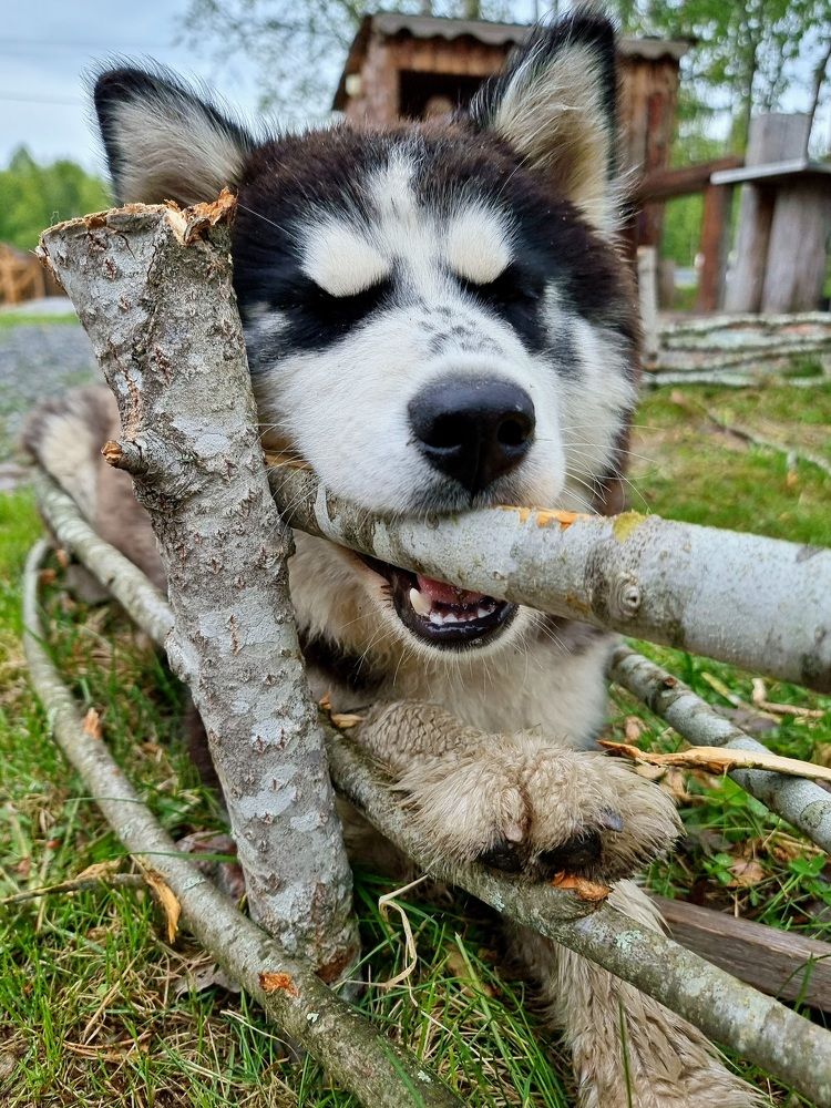 Photograph by Olesya Dmitrieva