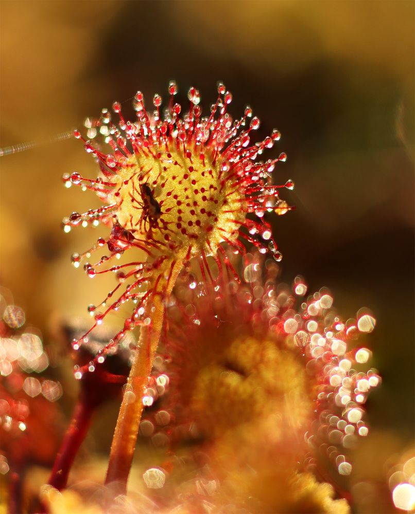 Photograph by Олег Фокин