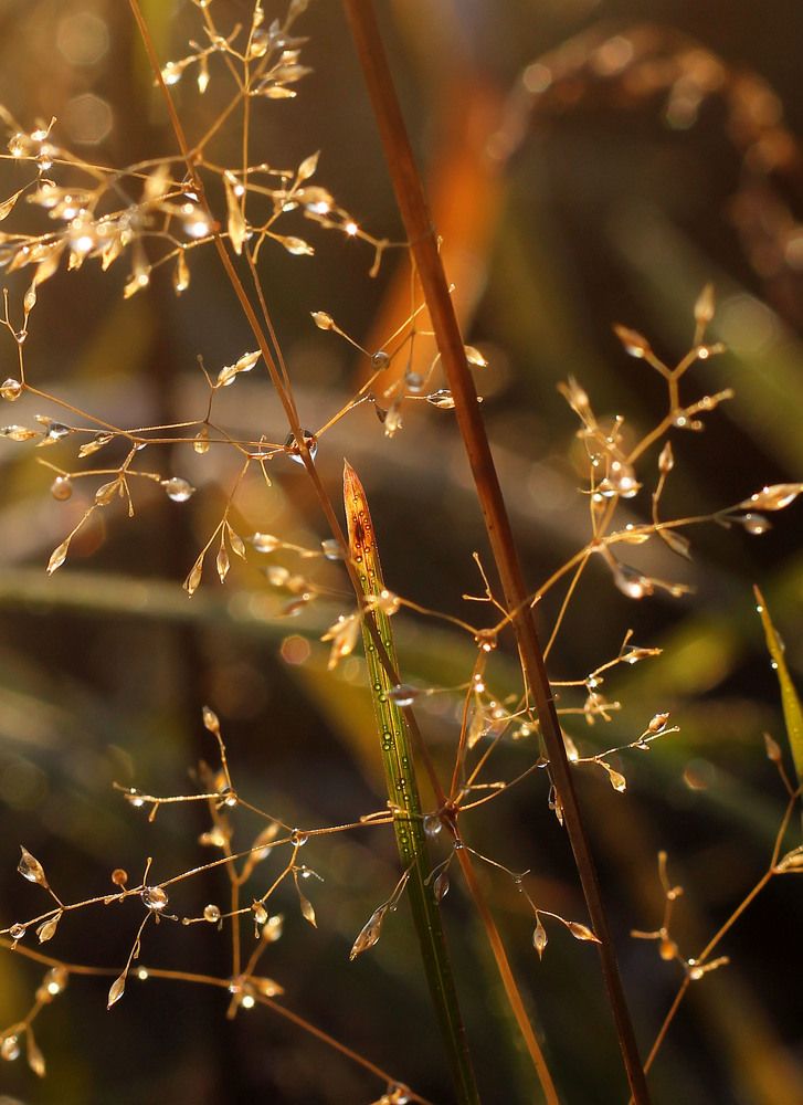 Фотография автора Любовь Харина