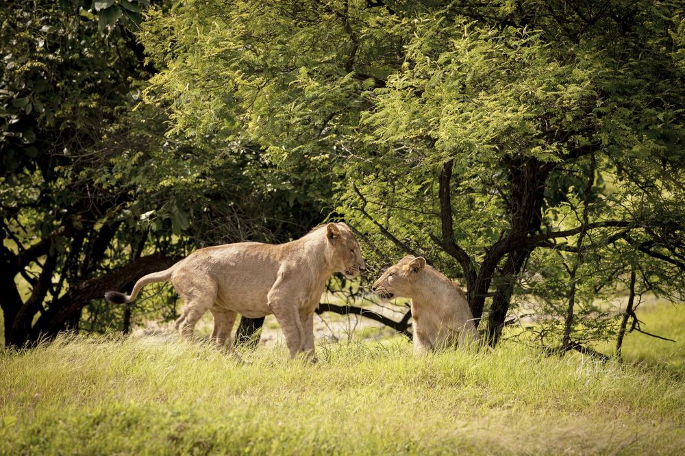 Photograph by Dr. Karim Kadiwar