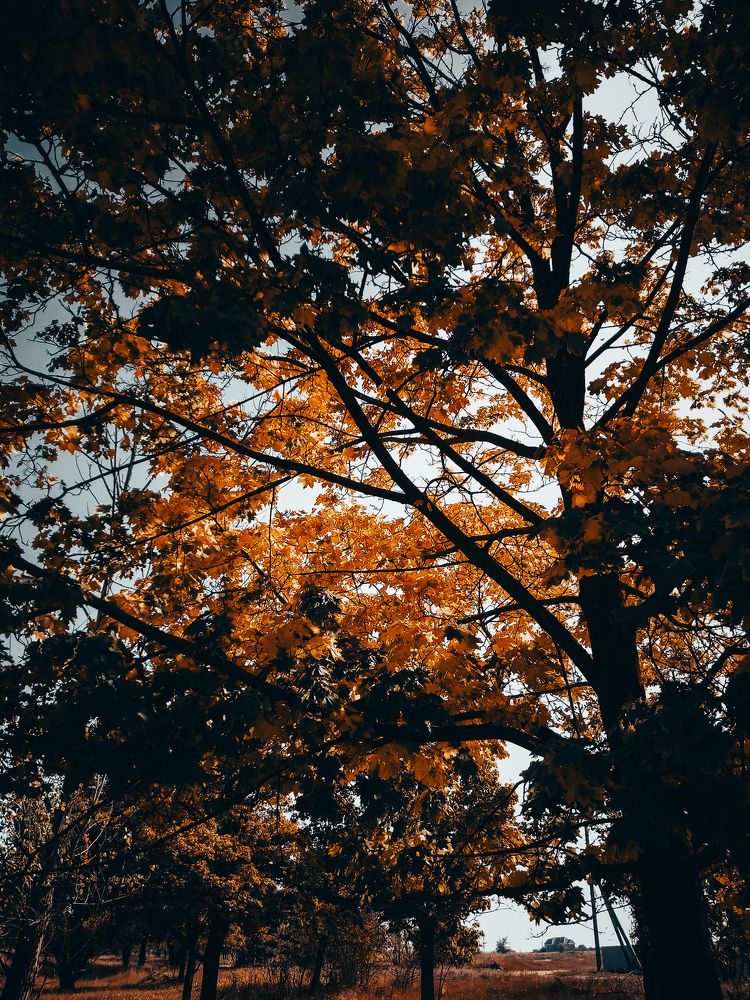 Photograph by Елена (Мори) Кузнецова