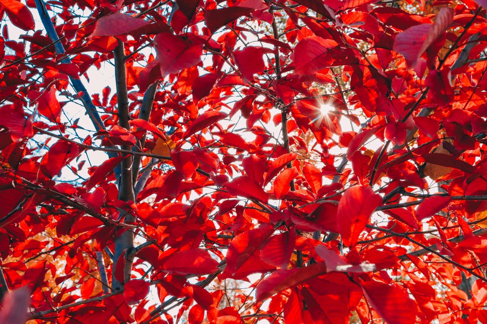 Photograph by Алексей Голубев