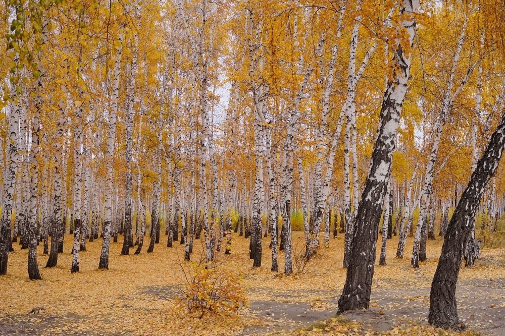 Фотография автора Алексей Тетерин