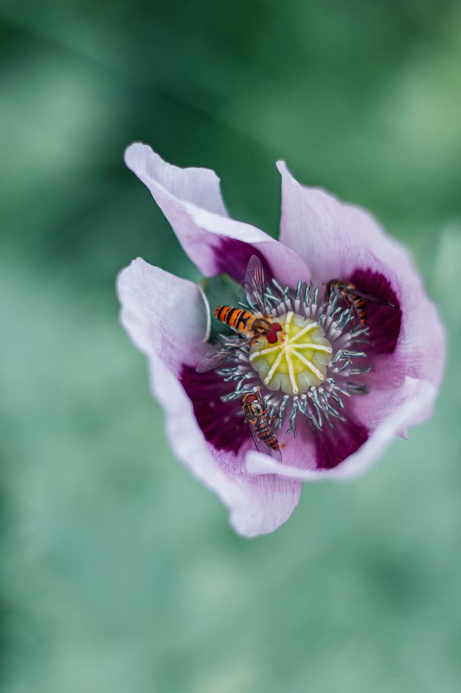 Photograph by Мария Федорова