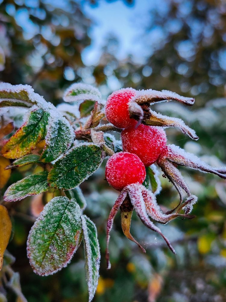 Фотография автора Алёна Подгорная