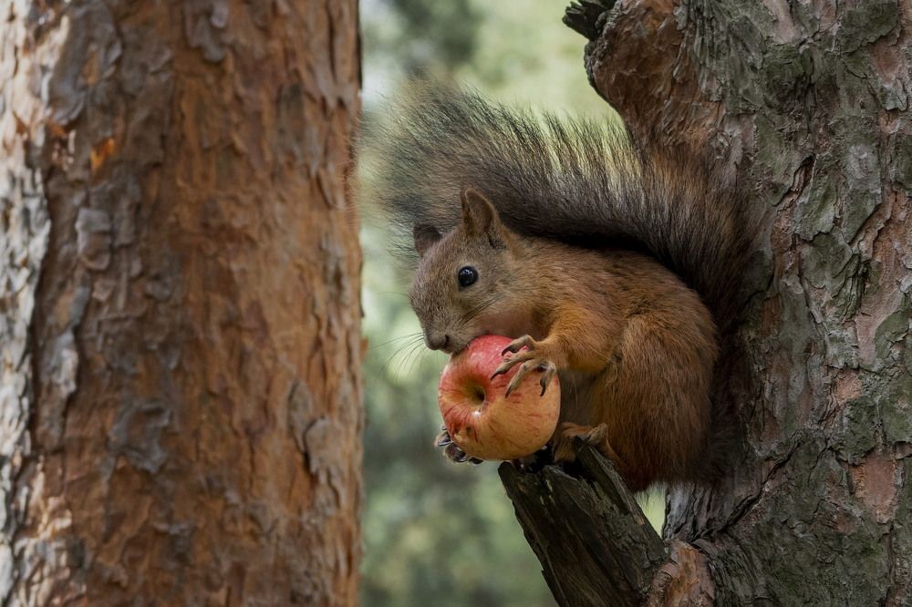 Photograph by Евгений Верещагин