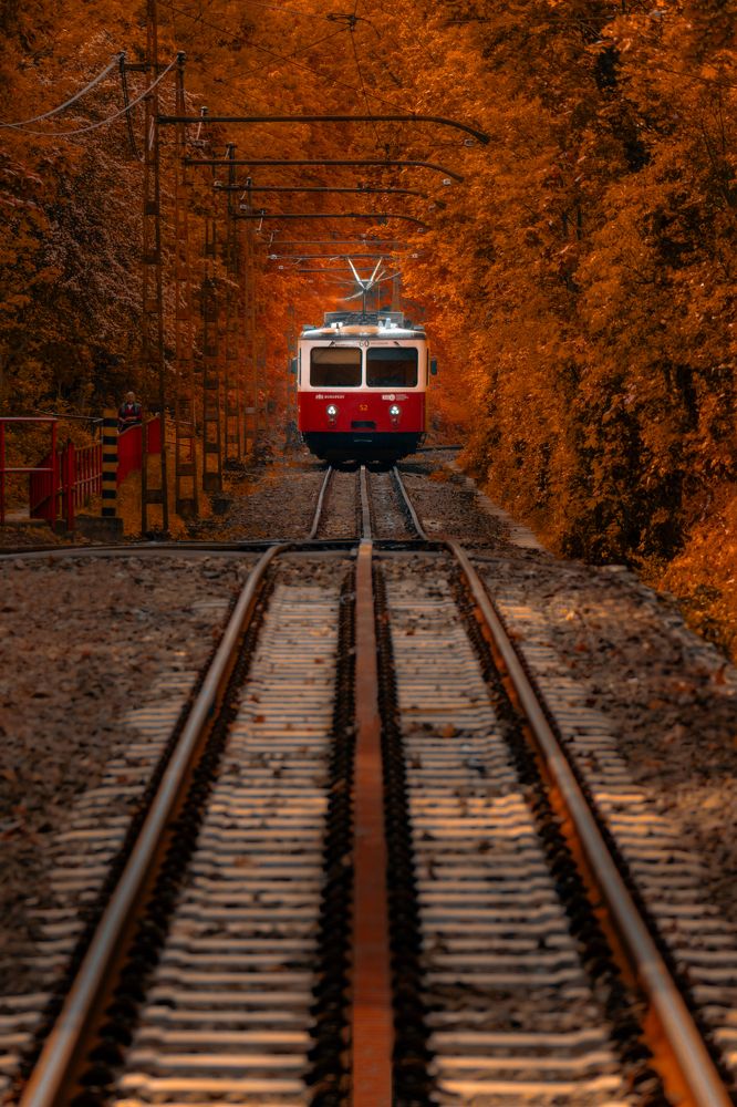 Budapest HÉV Train: Autumn Journey Through the Fores