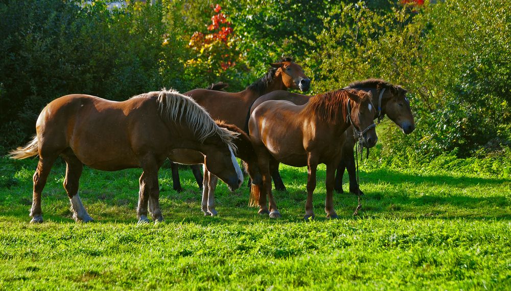 Фотография автора Антип
