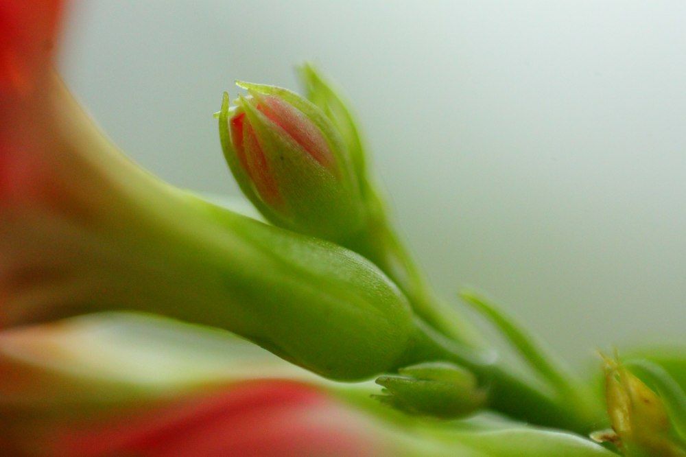 Kalanchoe Rosalina