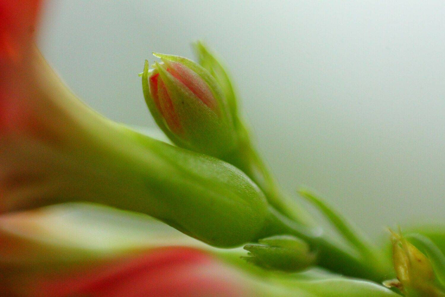 Kalanchoe Rosalina