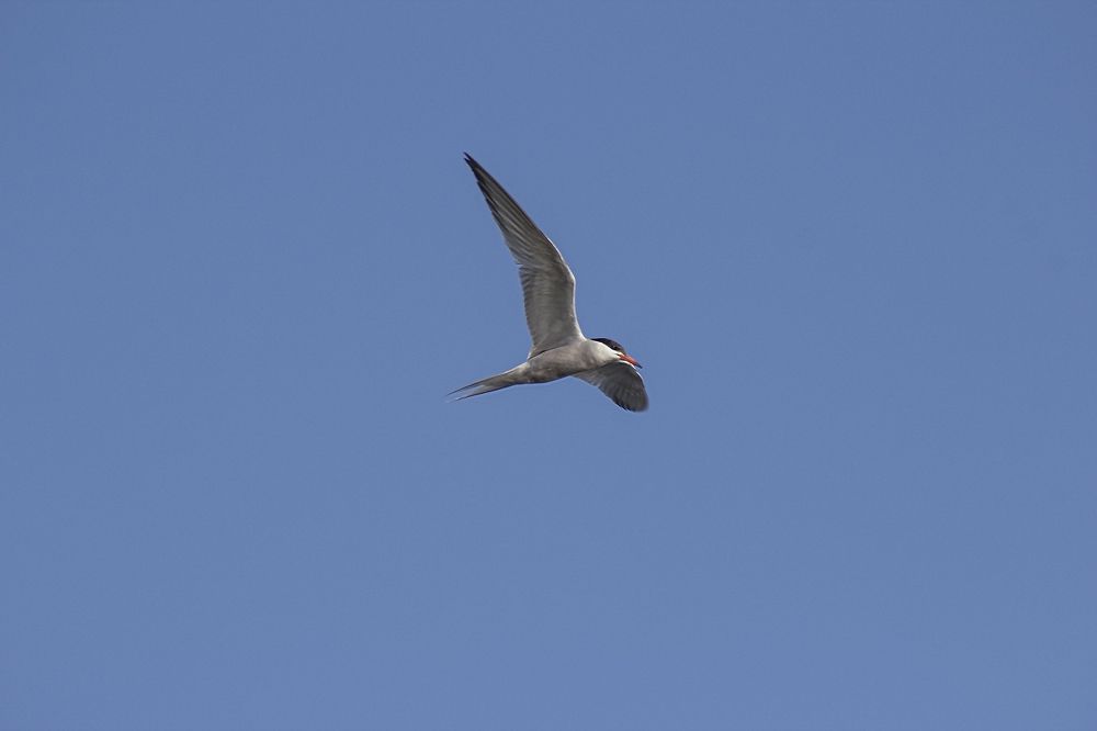 Photograph by Ирина Шибитова