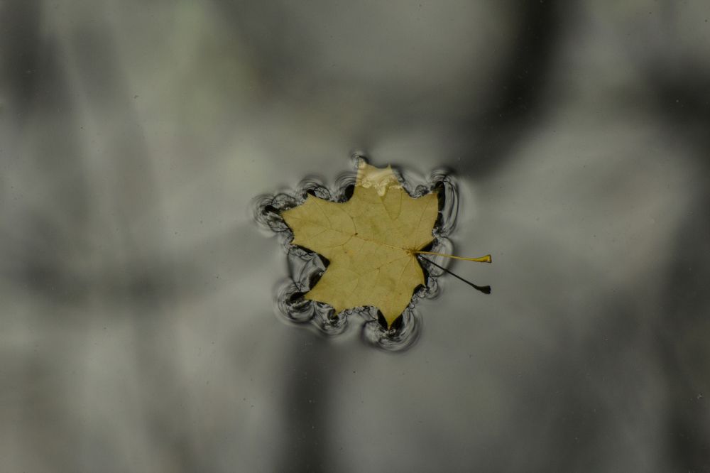 Photograph by Ирина Шибитова