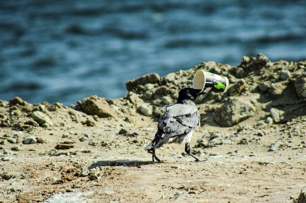 Photograph by Ирина Шибитова