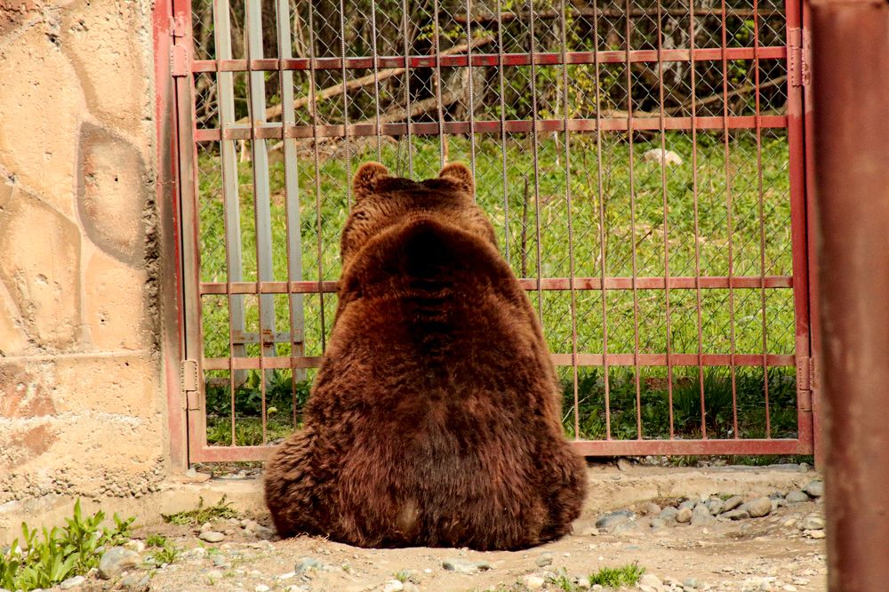 Photograph by Ирина Шибитова