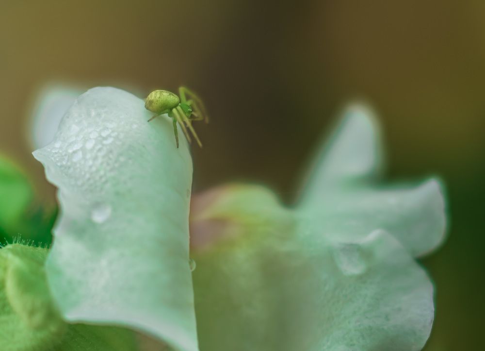 Photograph by Irina Luidinshina