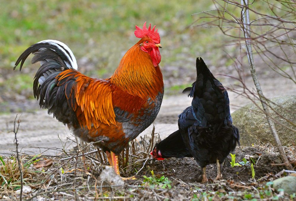 Фотография автора Антип