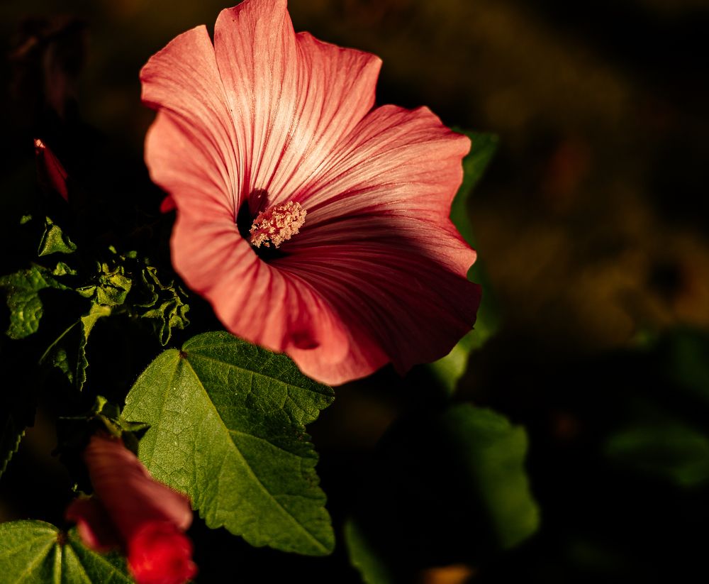 Photograph by Наталья Лобанова