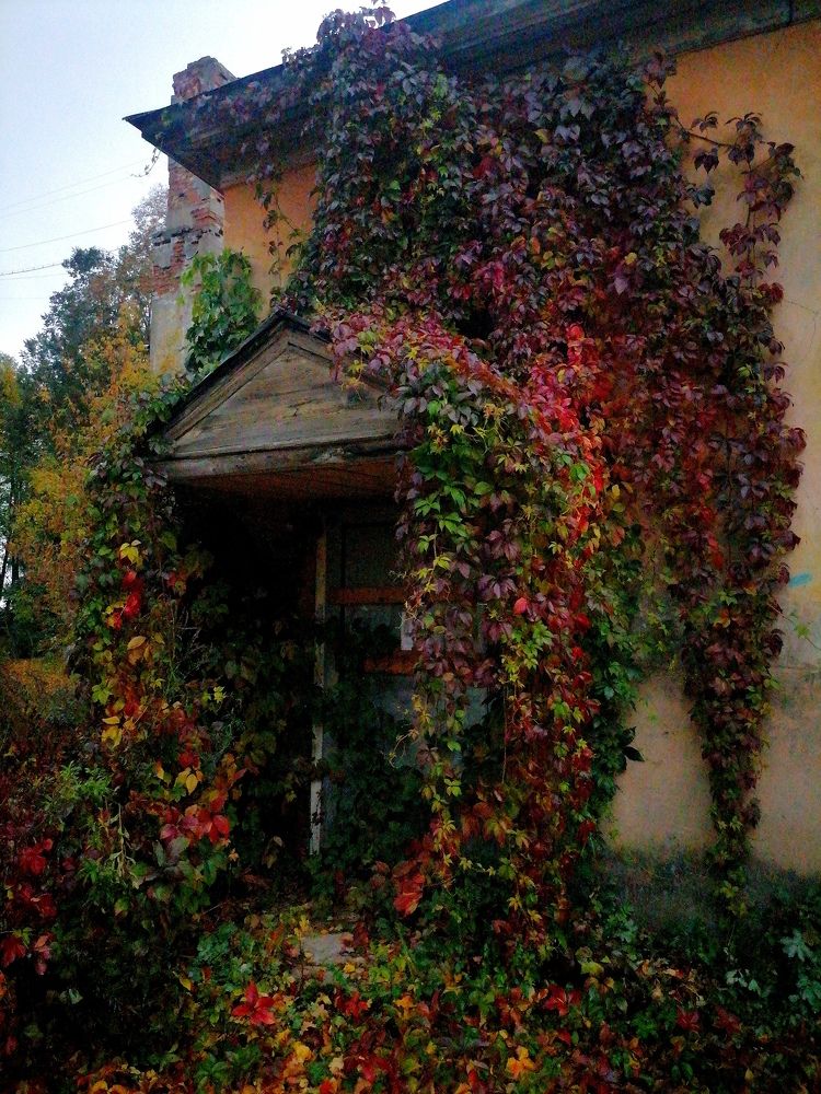 Осенний дикий виноград.