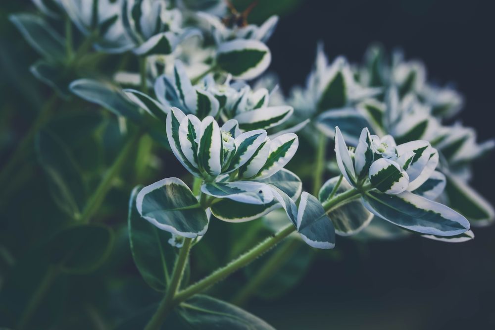 Photograph by Нели Арнаудова