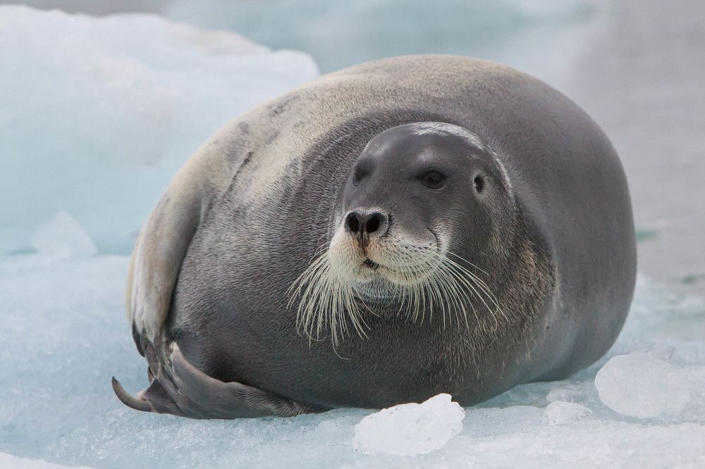 Photograph by Марина Маликова