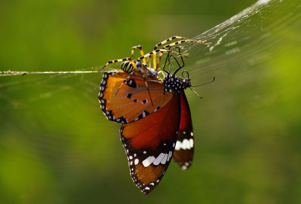 Photograph by Savas Sener