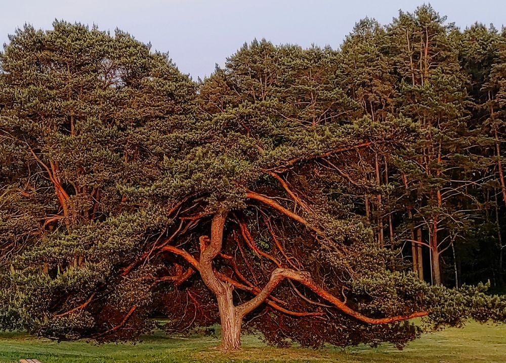 Фотография автора Aleksej Musatov