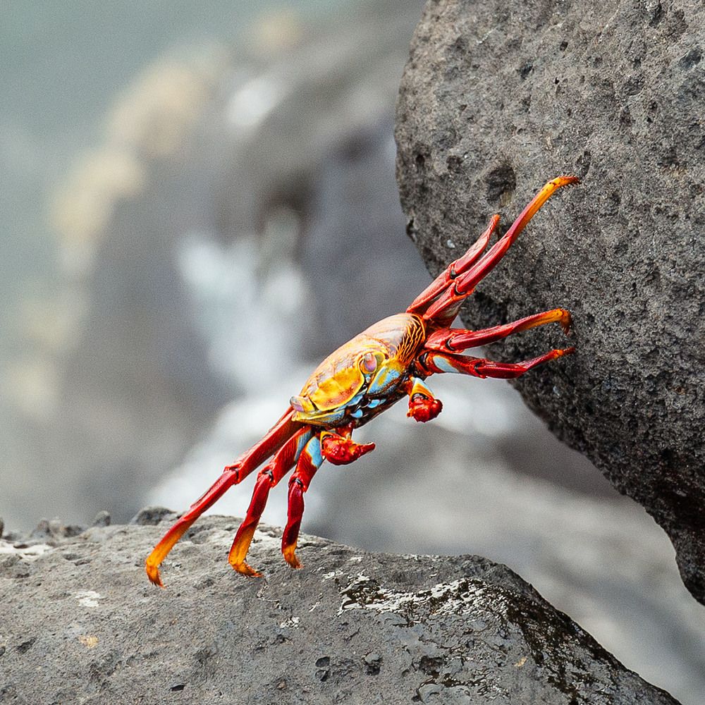 Краб-Клод Ван Дам