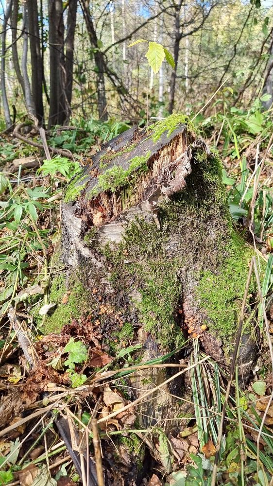 Photograph by Клавдия