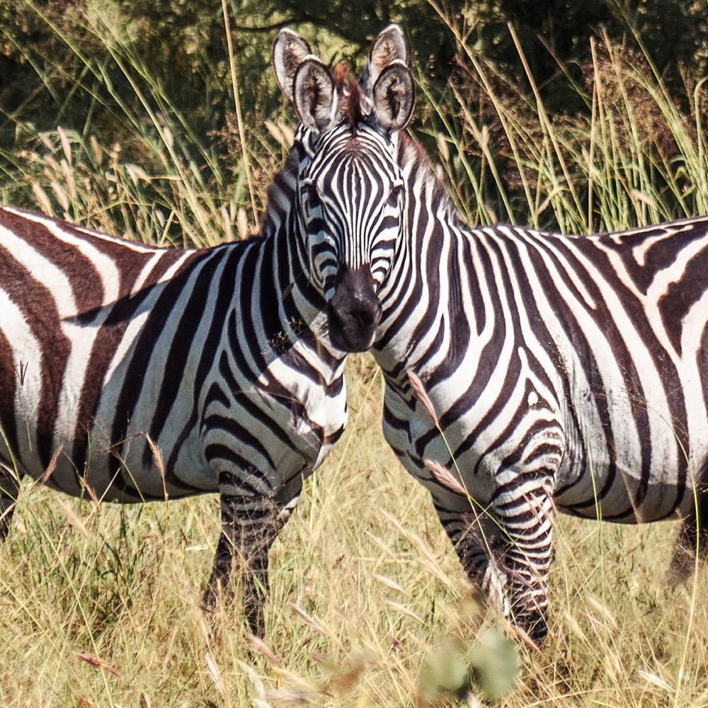 Здорово замаскировались