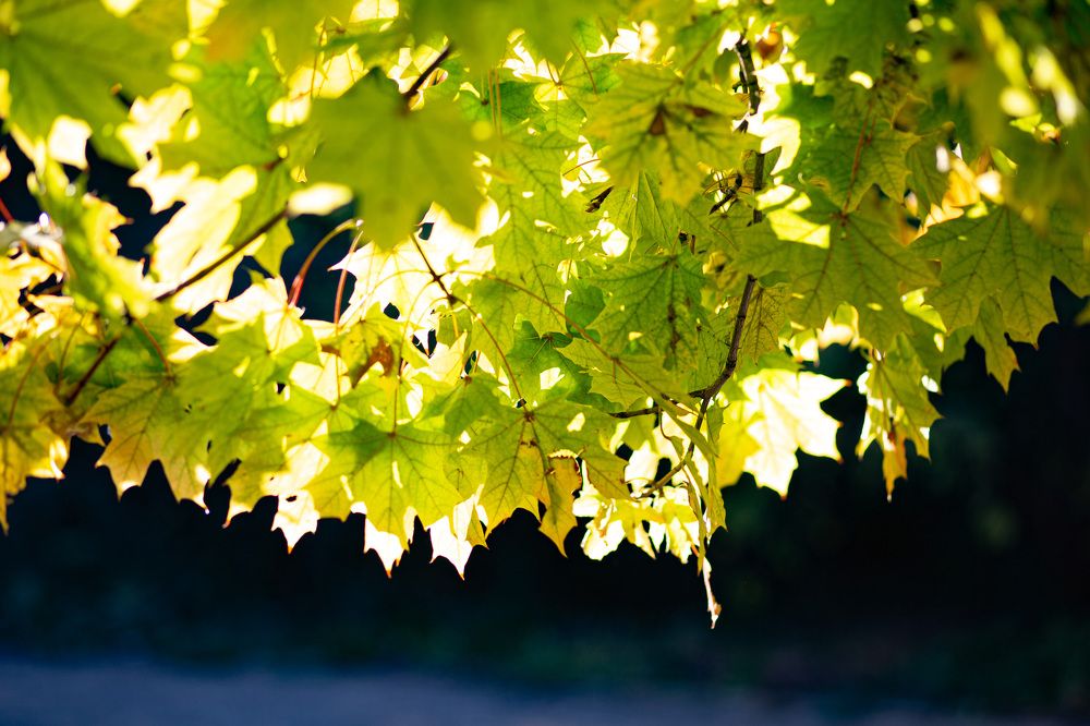 Фотография автора Юлия Трубанова