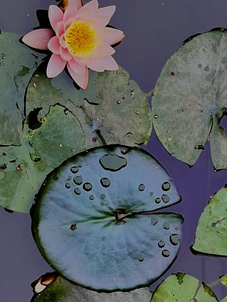 Photograph by Наталья Дмитриева