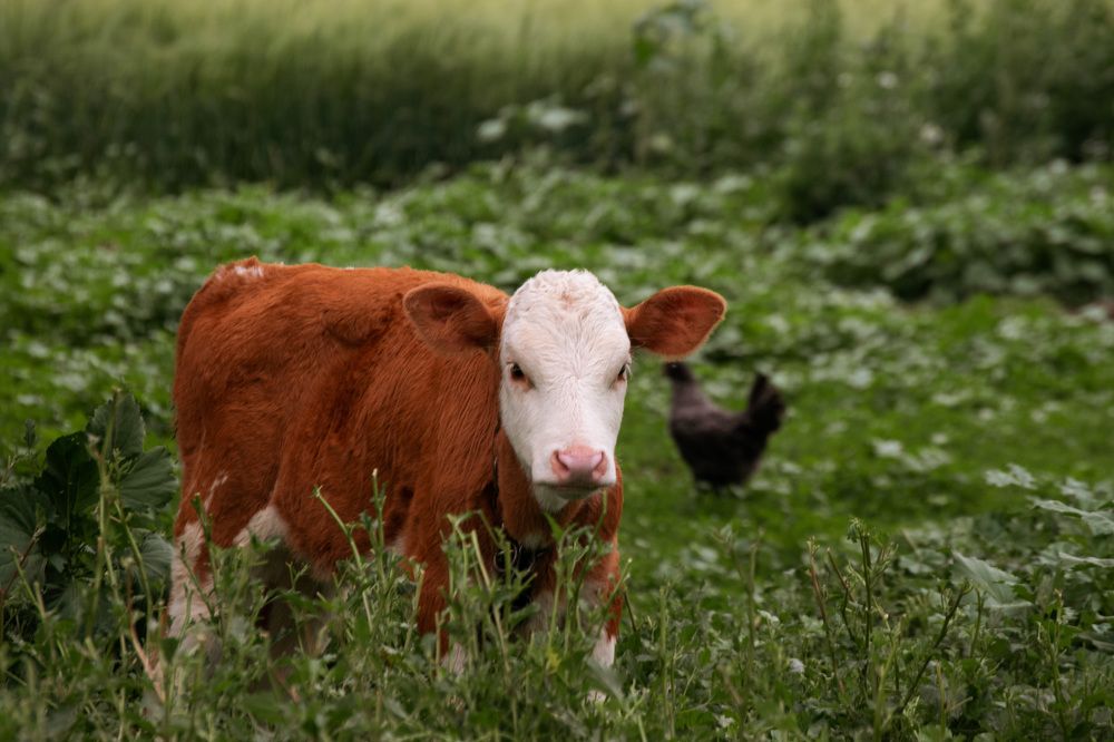 Photograph by Наталья Зверева