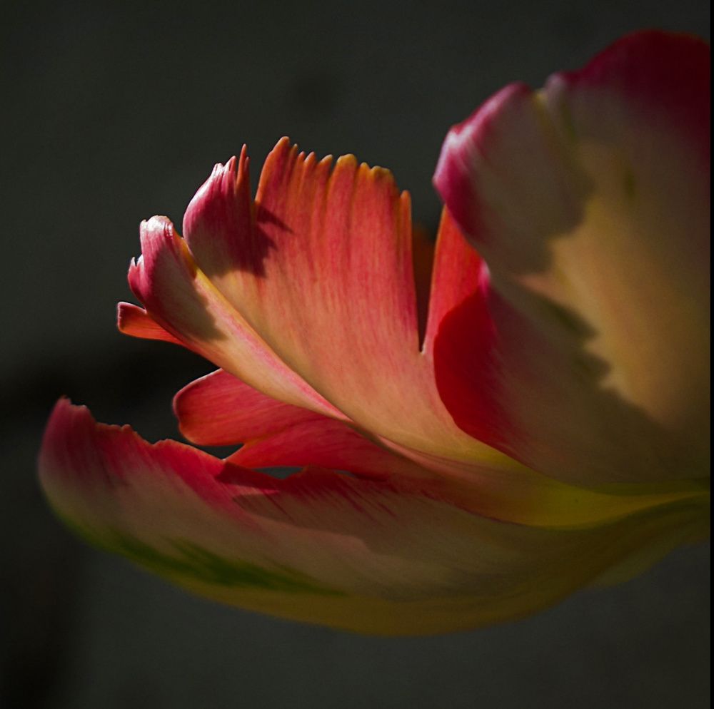 Photograph by Кривицкая Марина