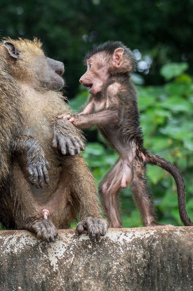 Отцы и дети. Вечный конфликт.