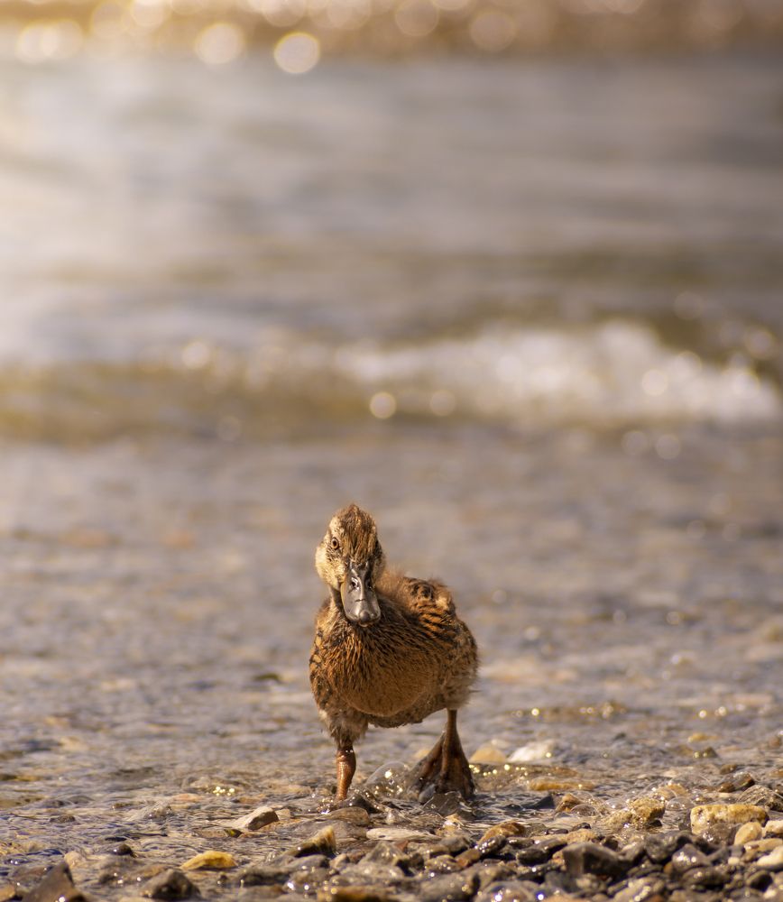 Photograph by Murru Matteo