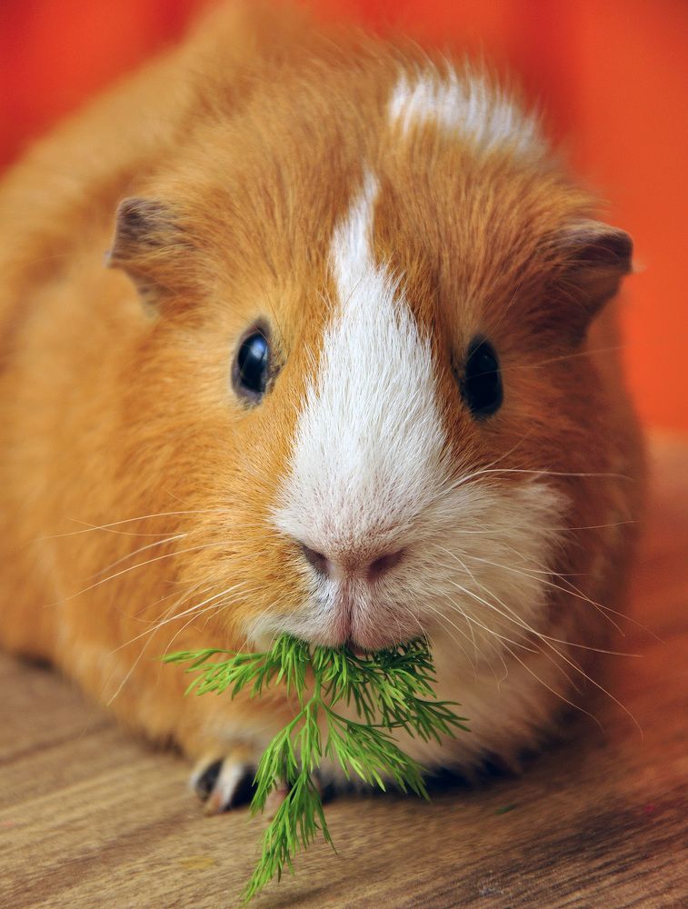 Photograph by Игорь Овсиенко