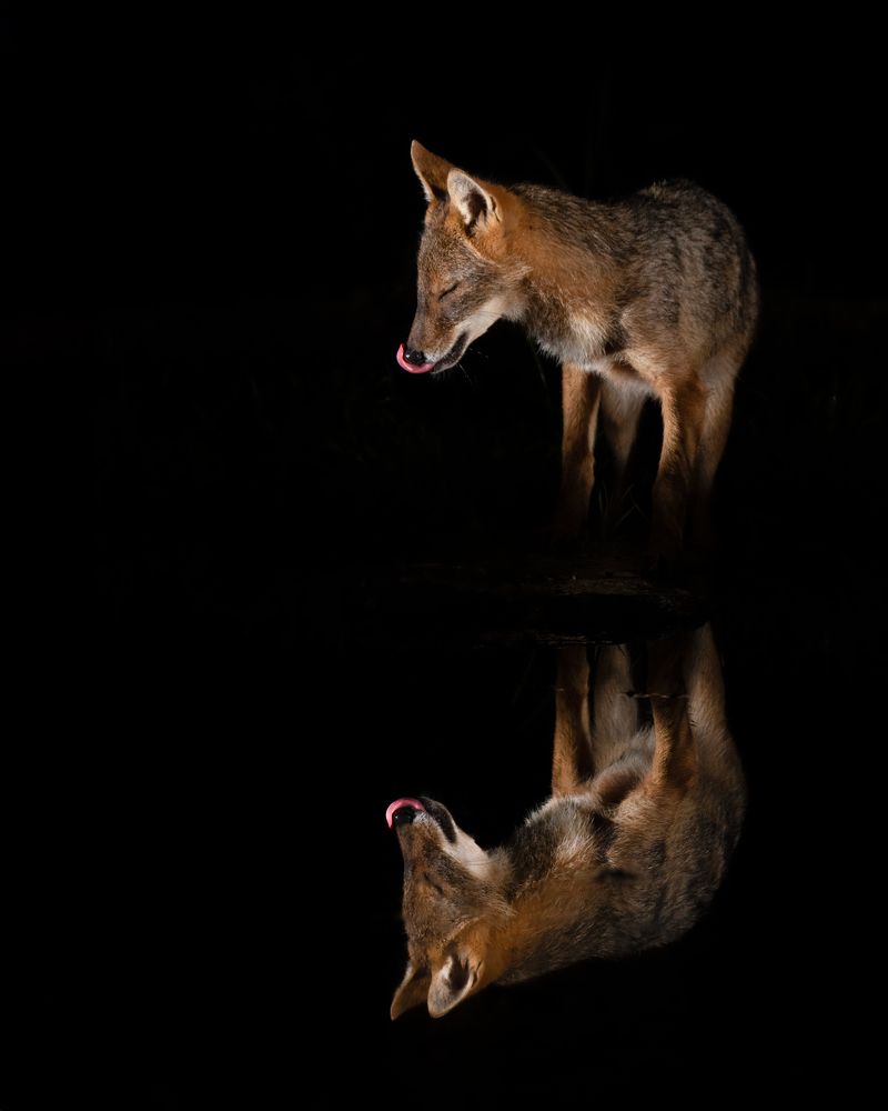 Photograph by Alexandra Surkova