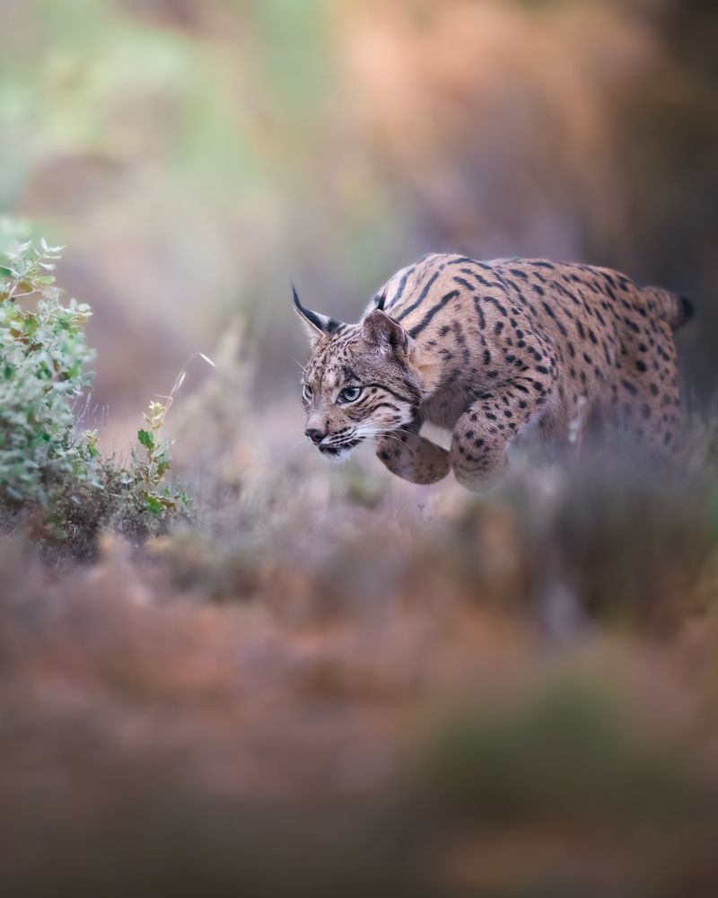 Despliegue depredador