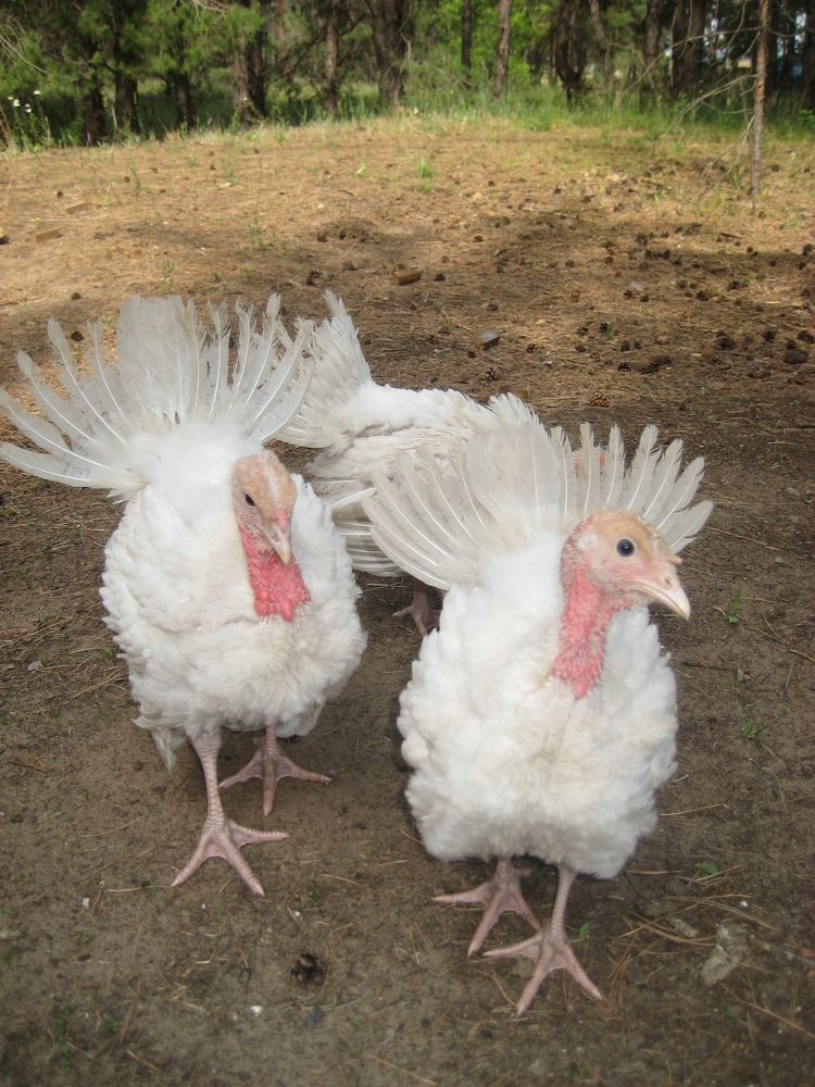 Фотография автора Елена Александрова