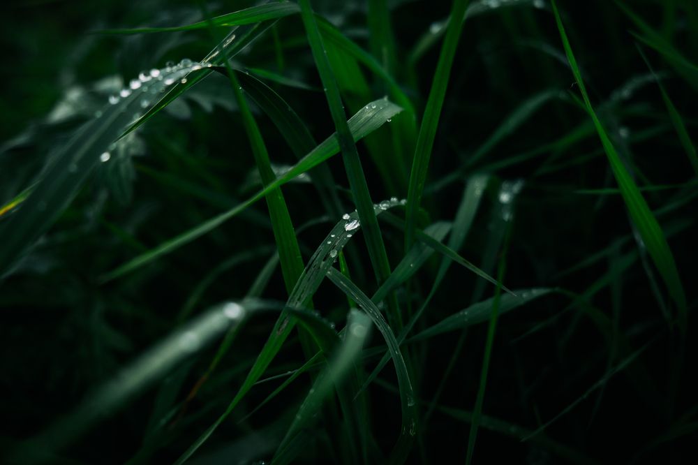Photograph by Алексей