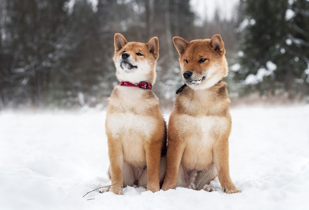 Photograph by Соколова Елена