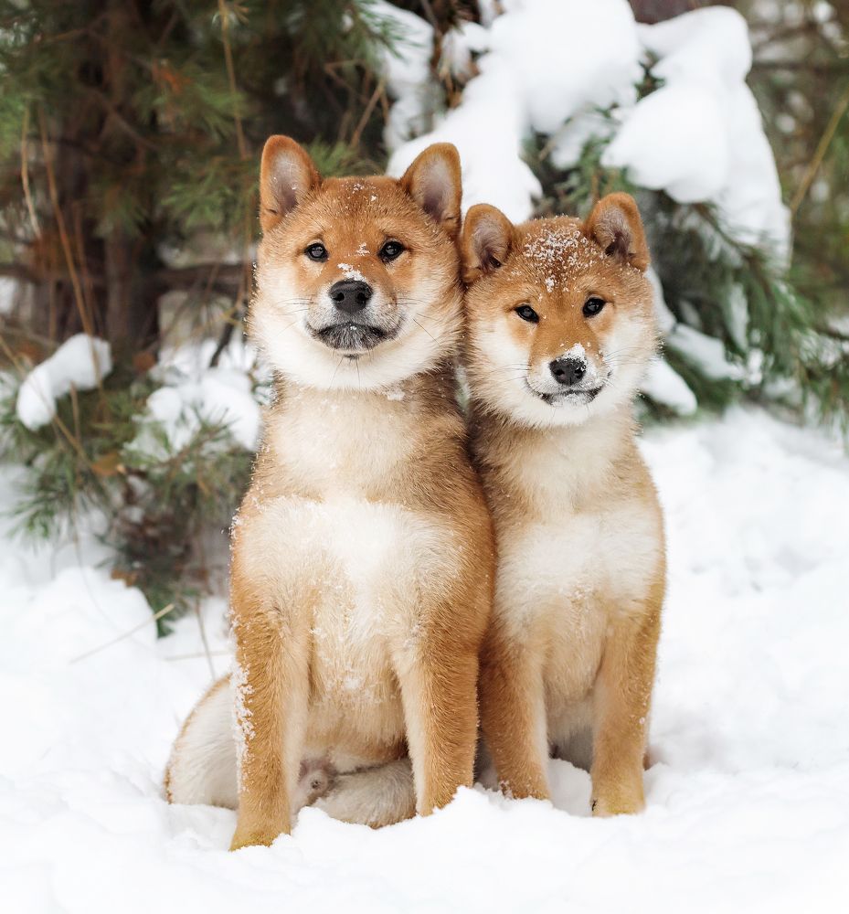 Photograph by Соколова Елена