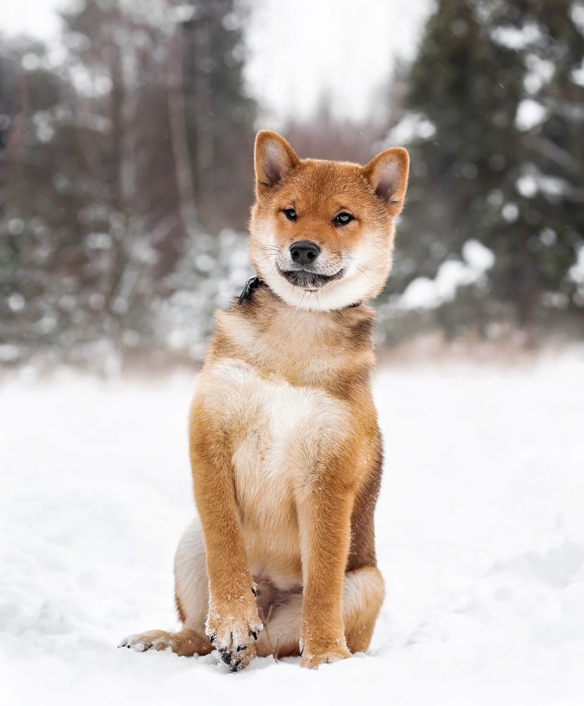 Photograph by Соколова Елена