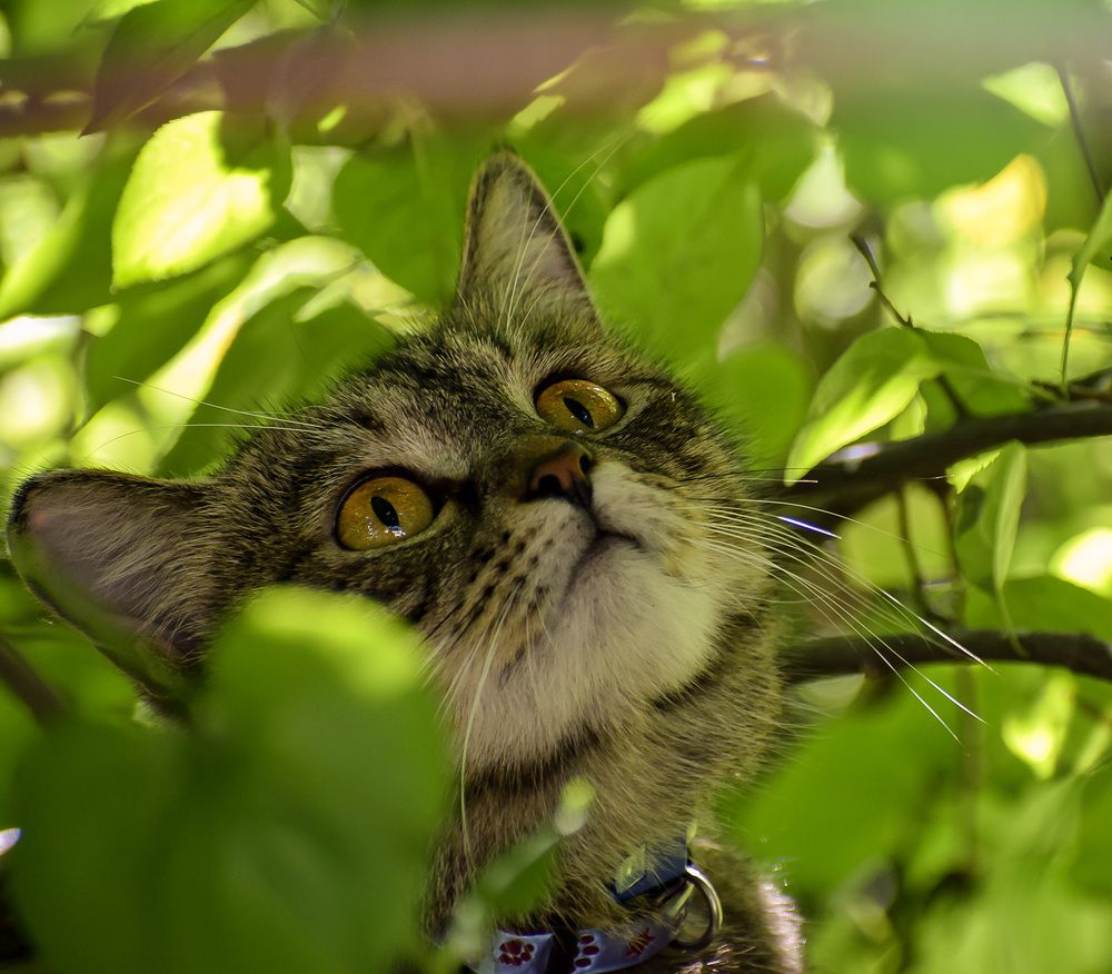 Любопытство