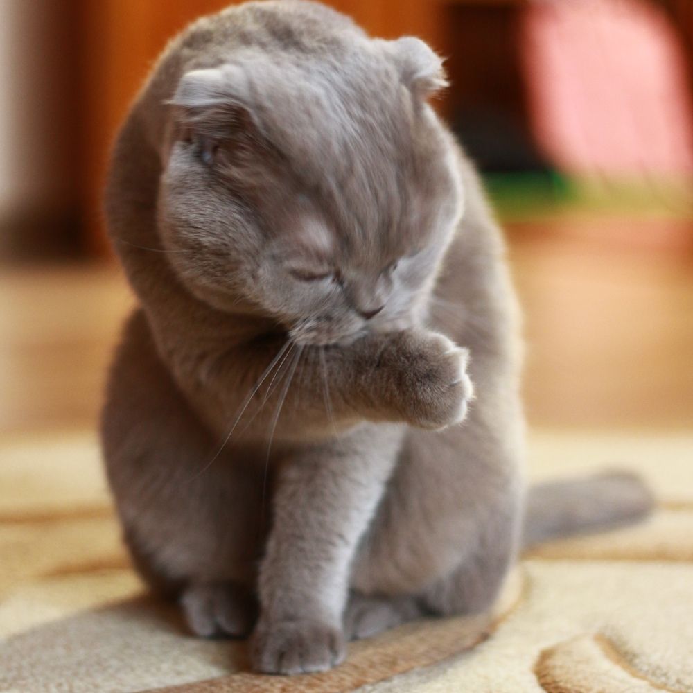 Фотография автора Галина Спирина