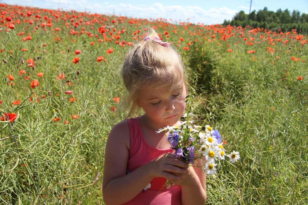 Маковое поле