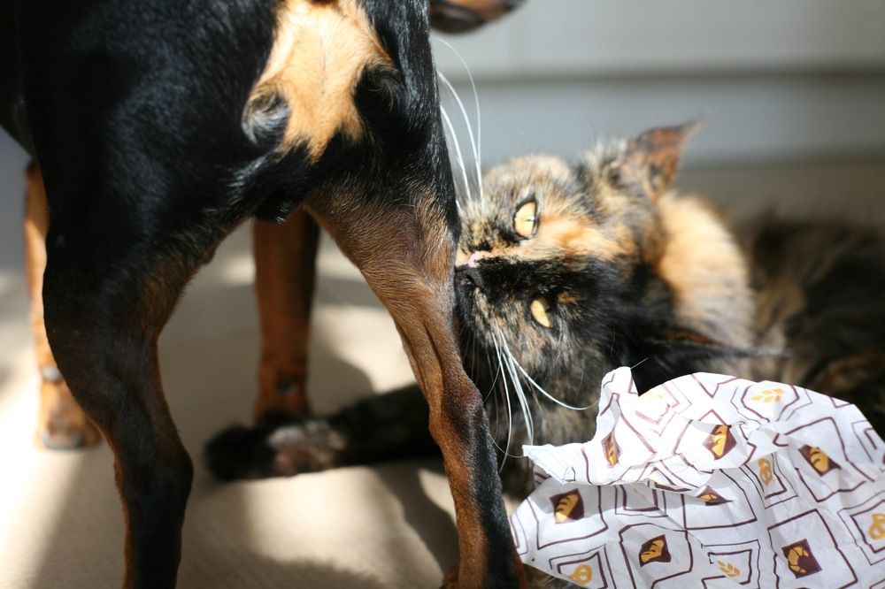 Кусь пинчера ?